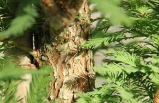 Afbeelding Chinese Moerascipres - Metasequoia glyptostroboides 'Peve Minaret'