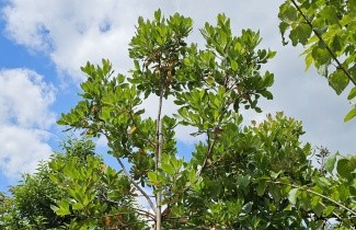 Afbeelding Aardbeiboom - Arbutus unedo