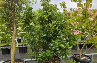 Afbeelding Hulst - Ilex x Altaclerensis 'Wilsonii'