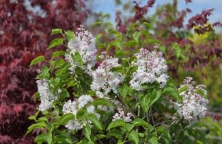 Afbeelding Sering 'Beauty of Moscow' - Syringa vulgaris 'Beauty of Moscow'