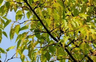 Afbeelding Slangenhuidesdoorn 'capillipes' - Acer capillipes