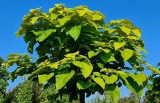 Afbeelding Gouden trompetboom  - Catalpa bignonioides 'Aurea'