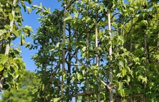 Afbeelding Sierappel 'Red Sentinel' - Malus 'Red Sentinel'