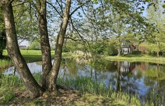 Afbeelding Zwarte Els - Alnus glutinosa