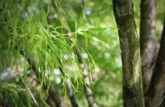 Afbeelding Japanse Esdoorn 'Koto-no-ito' - Acer palmatum 'Koto-no-ito'