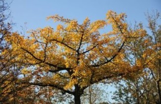 Afbeelding Japanse notenboom - Ginkgo biloba