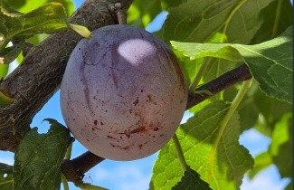 Afbeelding Pruim 'Reine Claude d'Althan' - Prunus domestica 'Reine Claude d'Althan'