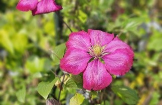 Afbeelding Bosrank 'Ville de Lyon' - Clematis 'Ville de Lyon'