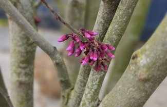 Afbeelding Judasboom - Cercis siliquastrum