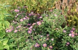 Afbeelding Herfstaster violet - Aster ageratus 'Asran'