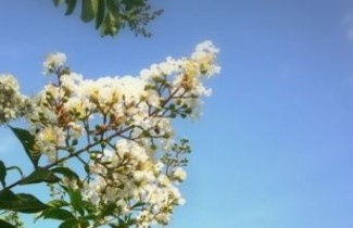 Afbeelding Lagerstroemia indica 'Bianco' - Lagerstroemia indica 'Bianco'