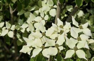 Afbeelding Japanse grootbloemige kornoelje 'Milky Way' - Cornus kousa 'Milky Way'
