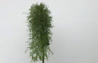 Afbeelding Erwtenstruik op stam  'Walker' - Caragana arborescens 'Walker'