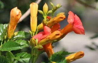 Afbeelding Trompetklimmer - Campsis tag. 'Indian Summer'