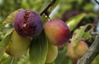 Afbeelding Pruim 'Reine Claude d'Oullins' - Prunus domestica 'Reine Claude d'Oullins'