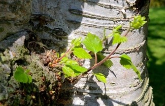 Afbeelding Zachte Berk - Betula pubescens