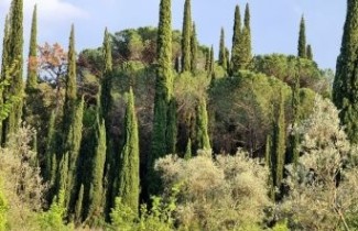 Afbeelding Italiaanse Cypres - Cupressus semp. 'Pyramidalis'
