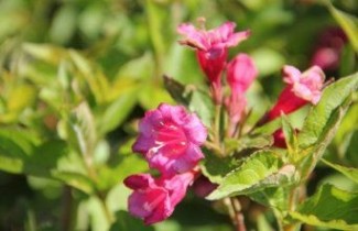Afbeelding Weigela 'Styriaca' - Weigela 'Styriaca'