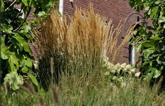 Afbeelding Struisriet 'Karl Foerster' - Calamagrostis x acutiflora 'Karl Foerster'