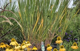 Afbeelding Vingergras 'Northwind' - Panicum virgatum 'Northwind'
