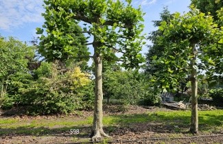 Afbeelding Leiplataan - Platanus hispanica