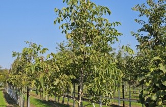 Afbeelding Walnoot 'Axel' - Juglans regia 'Axel'