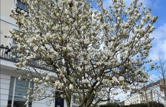 Afbeelding Magnolia 'Alba Superba' - Magnolia soulangeana 'Alba Superba'