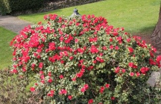 Afbeelding Azalea Rododendron 'Scarlet Wonder' - Rhododendron 'Scarlet Wonder'
