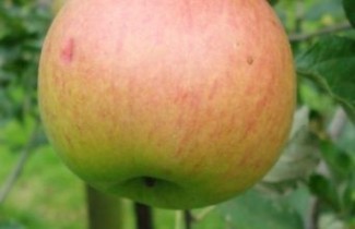 Afbeelding Appel "Zoete Oranje" - Malus domestica 'Zoete Oranje'