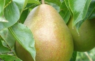 Afbeelding Stoofpeer "Avezaath Kapel" - Pyrus communis 'Avezaath Kapel'