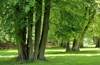Afbeelding Winterlinde - Tilia cordata