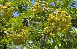 Afbeelding Lijsterbes 'Joseph Rock' - Sorbus 'Joseph Rock'