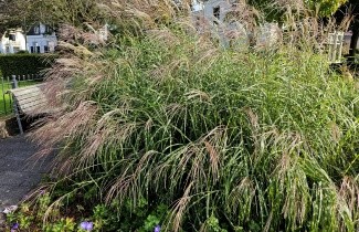 Afbeelding Prachtriet 'Zebrinus' - Miscanthus sinensis 'Zebrinus'