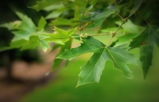 Afbeelding Oosterse plataan - Platanus orientalis