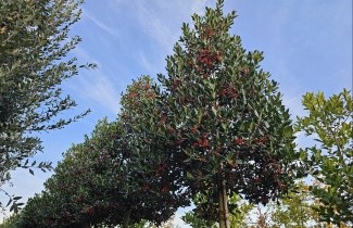 Afbeelding Amerikaanse hulst - Ilex 'Nellie R. Stevens'