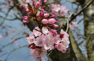 Afbeelding Japanse sierkers 'Rancho' - Prunus sargentii 'Rancho'