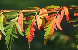 Afbeelding Fluweelboom 'Dissecta' - Rhus typhina 'Dissecta'
