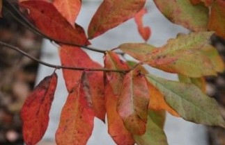 Afbeelding Zwarte tupeloboom 'Sheffield Park' - Nyssa sylvatica 'Sheffield Park'