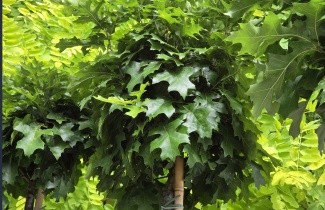 Afbeelding Moeraseik dwergvorm - Quercus palustris 'Green Dwarf'