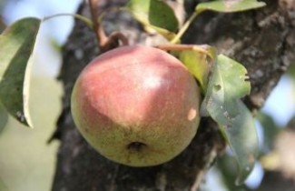 Afbeelding Stoofpeer 'Zoete Brederode' - Pyrus communis 'Zoete Brederode'