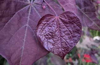 Afbeelding Amerikaanse Judasboom 'Forest Pansy' - Cercis canadensis 'Forest Pansy'
