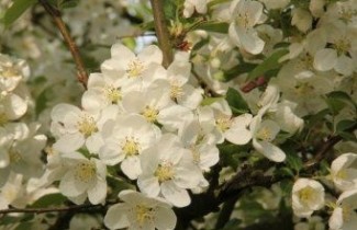 Afbeelding Sierappel 'Evereste' - Malus 'Evereste'