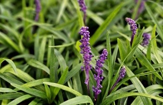 Afbeelding Leliegras 'Moneymaker' - Liriope muscari 'Moneymaker'