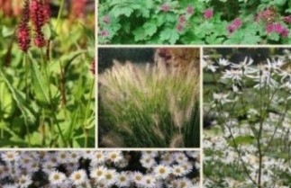 Afbeelding Borderpakket Onderhoudsarm B - Pakket OHB 24 planten