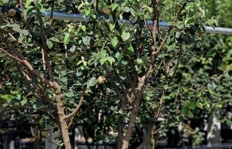 Afbeelding Kweepeer - Cydonia oblonga 'Champion'