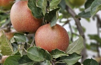 Afbeelding Appel 'Rode Boskoop' - Malus domestica 'Rode Boskoop'