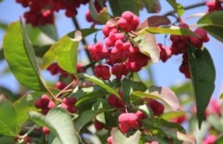 Afbeelding Gewone Kardinaalshoed  'Red Cascade' - Euonymus europaeus 'Red Cascade'