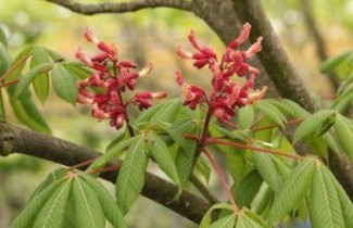 Afbeelding Rode Pavia - Aesculus pavia