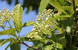 Afbeelding Sneeuwbal - Viburnum sieboldii