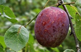 Afbeelding Pruim 'Hauszwetsche' - Prunus domestica 'Hauszwetsche'
